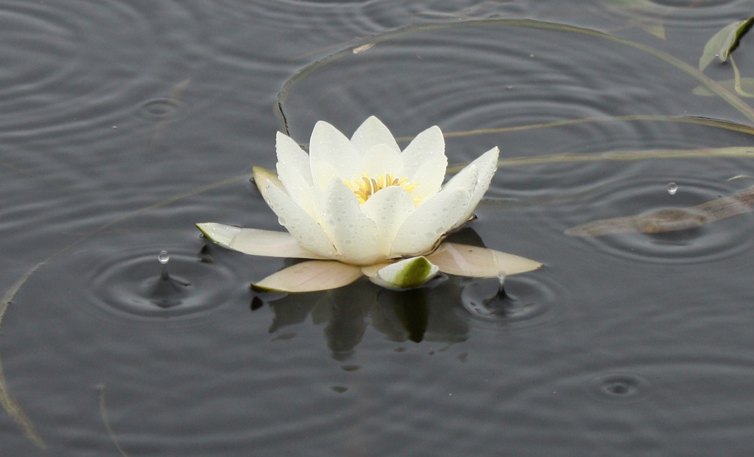 Image of Nymphaea candida specimen.