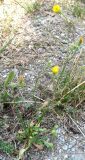 Crepis setosa