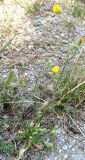 Crepis setosa. Цветущее растение. Крым, Симферопольский р-н, Сосновка. 25 июля 2011 г.