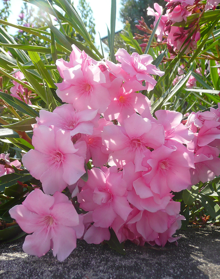 Изображение особи Nerium oleander.