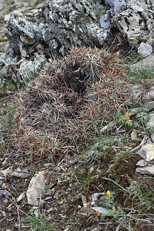 Image of Acantholimon tataricum specimen.