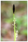 Carex pilosa