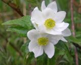 Anemonastrum biarmiense. Цветки. Северный Урал, хр. Кваркуш, горное плато. 12.06.2010.