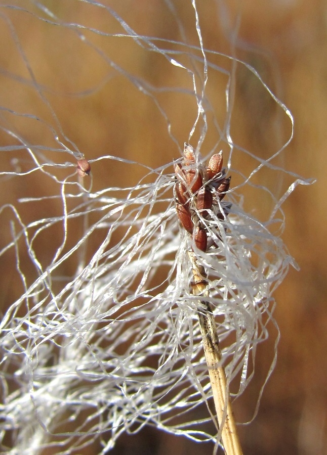 Изображение особи Trichophorum alpinum.