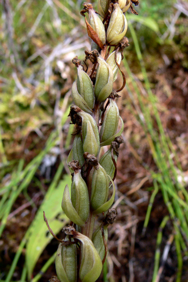 Image of Gymnadenia conopsea specimen.