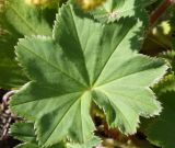 Alchemilla conglobata. Лист, вид сверху. Мурманская обл., Восточный Мурман, окр. пос. Дальние Зеленцы, дорожка вдоль берега Дальнезеленецкой бухты. 04.08.2010.