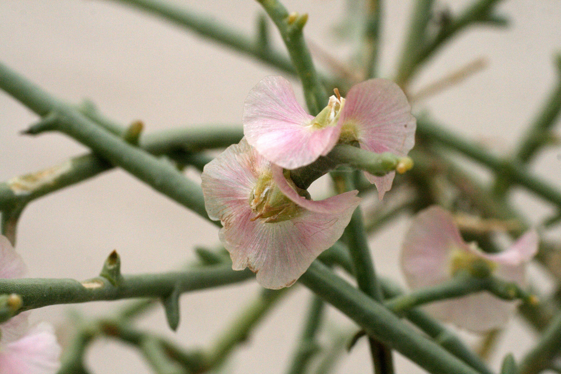 Image of Halothamnus subaphyllus specimen.