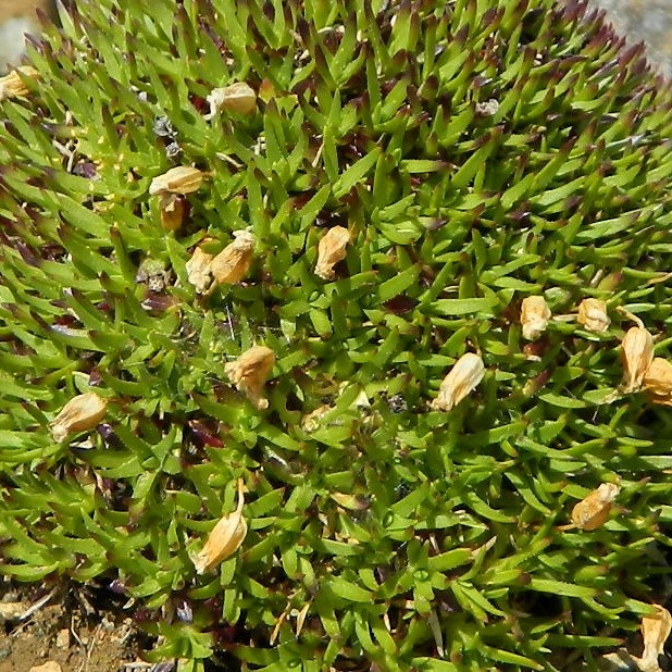 Image of Silene acaulis specimen.