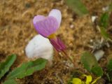 Malcolmia pulchella