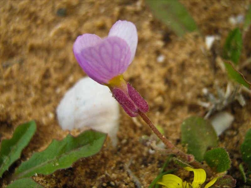 Изображение особи Malcolmia pulchella.