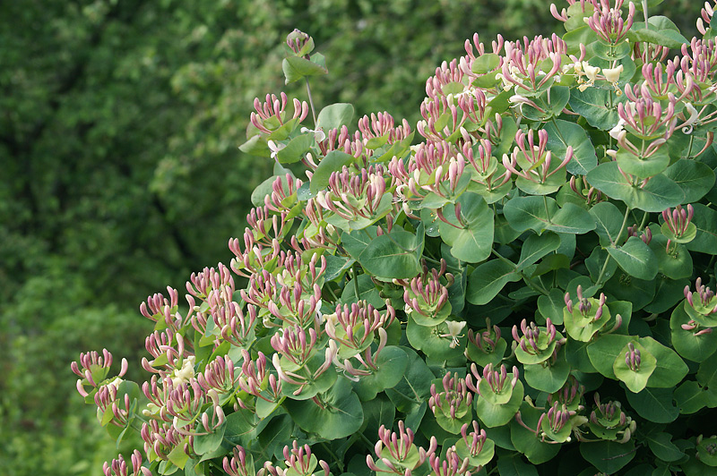 Image of Lonicera caprifolium specimen.