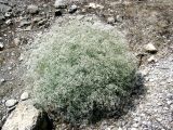 Gypsophila bicolor