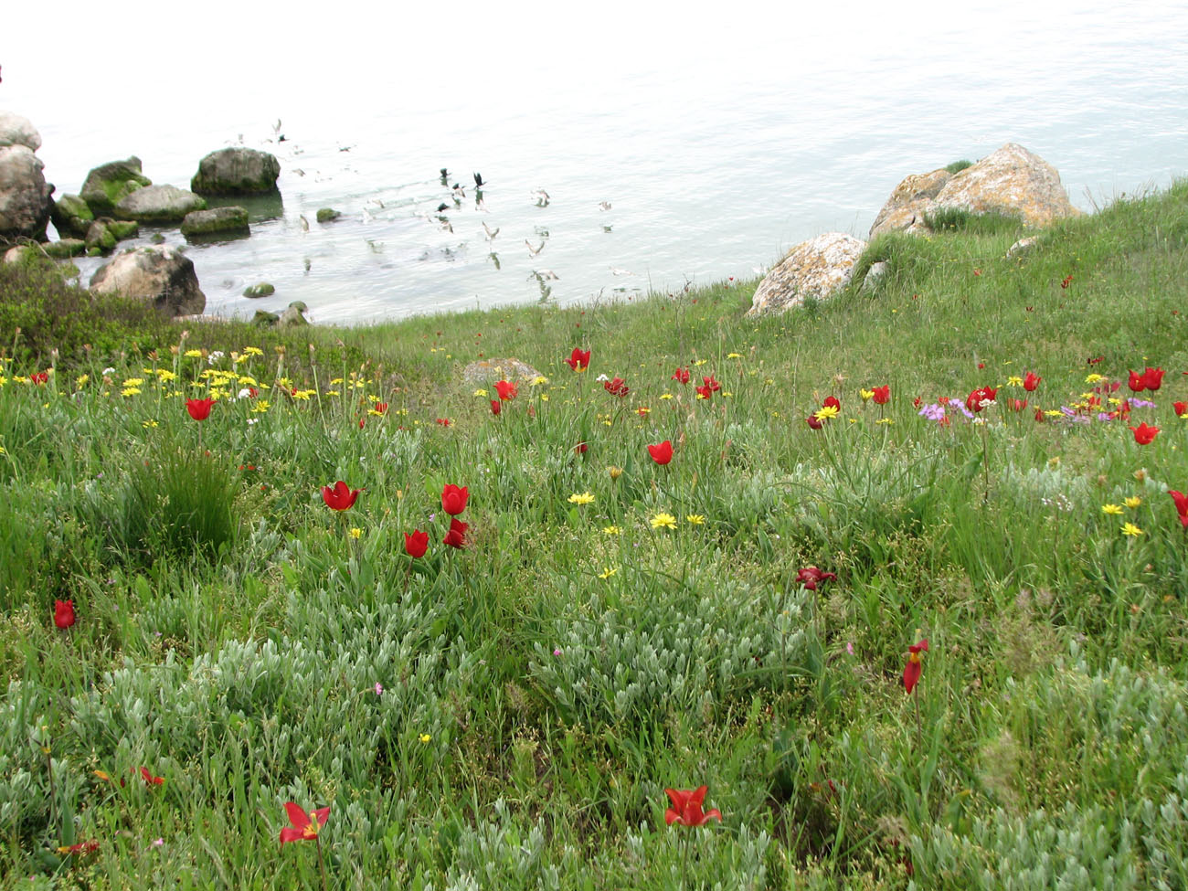 Image of Tulipa suaveolens specimen.