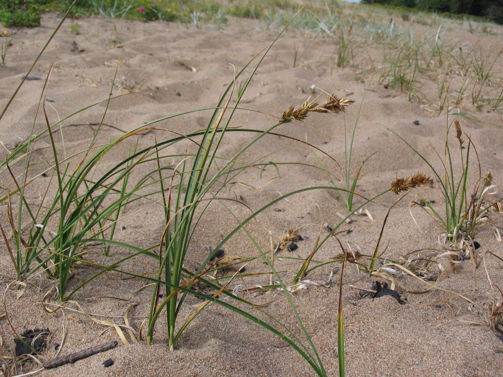 Image of Carex arenaria specimen.