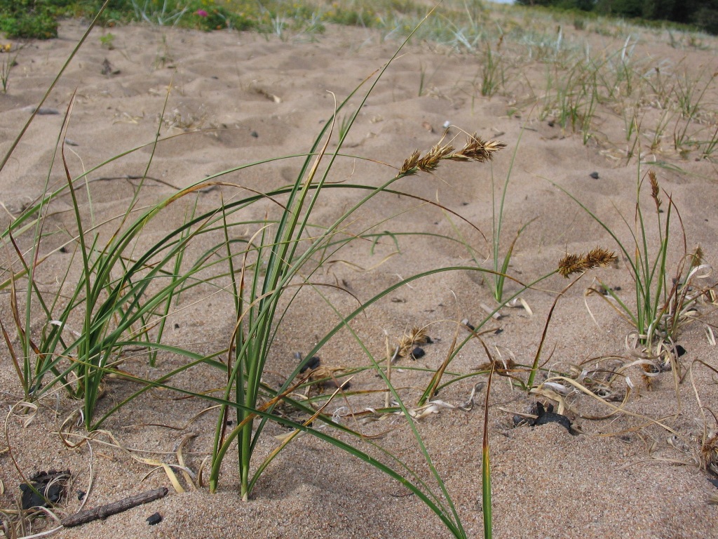 Изображение особи Carex arenaria.