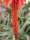 Aloe arborescens