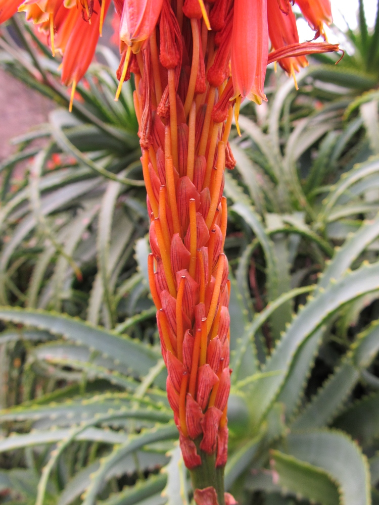 Image of Aloe arborescens specimen.