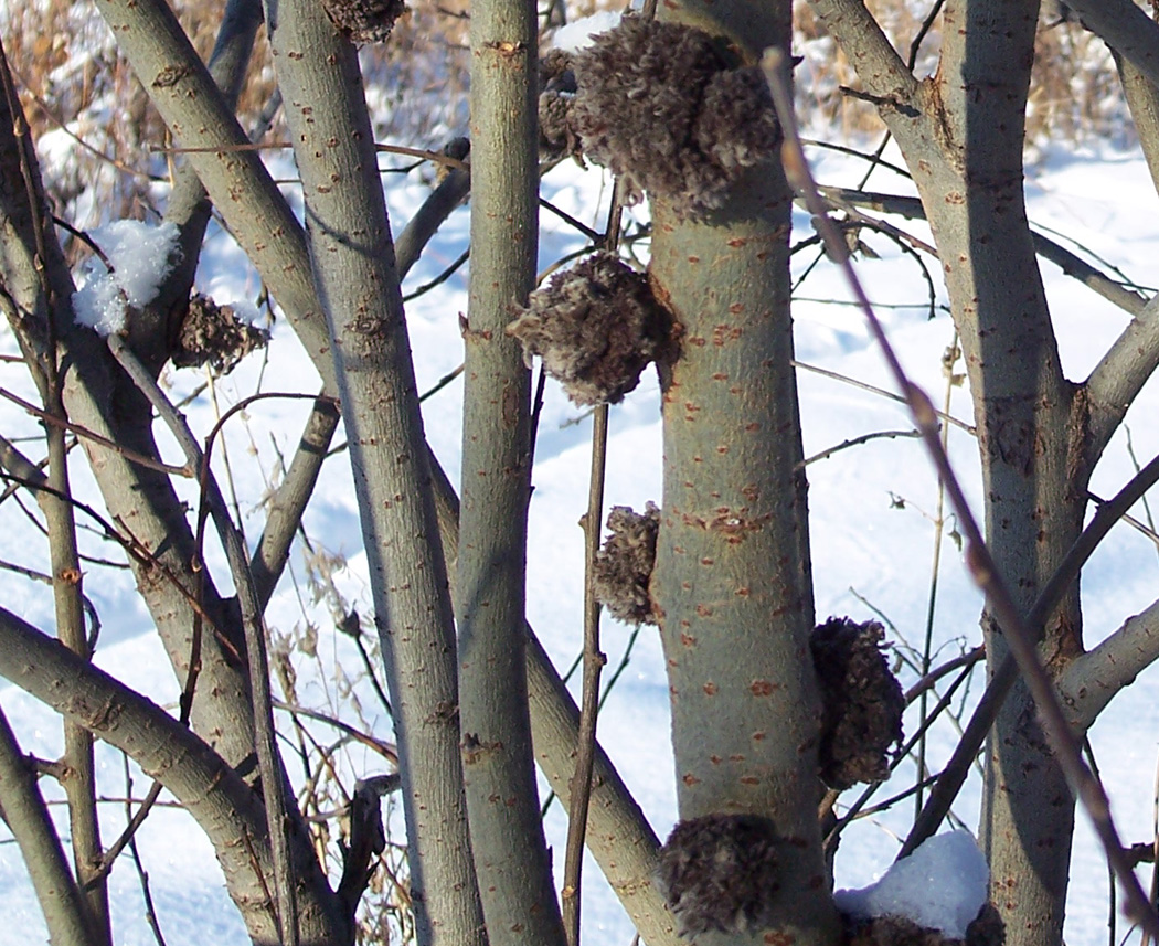 Image of Salix caprea specimen.