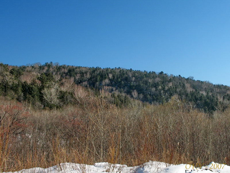 Image of Pinus koraiensis specimen.