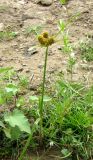 Cyperus glomeratus. Цветущее растение. Астраханская обл., Енотаевский р-н, песчаные наносы по берегу Волги напротив с. Замьяны. 27.08.2009.