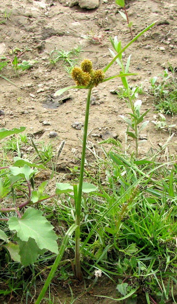 Изображение особи Cyperus glomeratus.