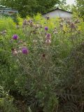 Cirsium polonicum