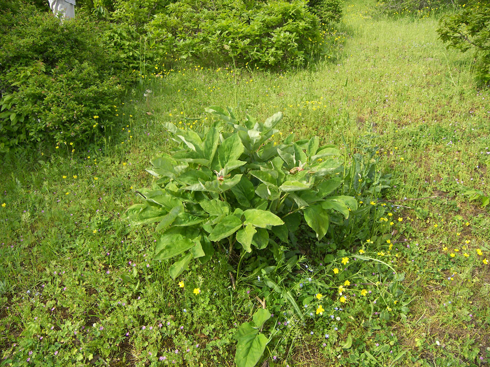 Image of Paeonia tomentosa specimen.