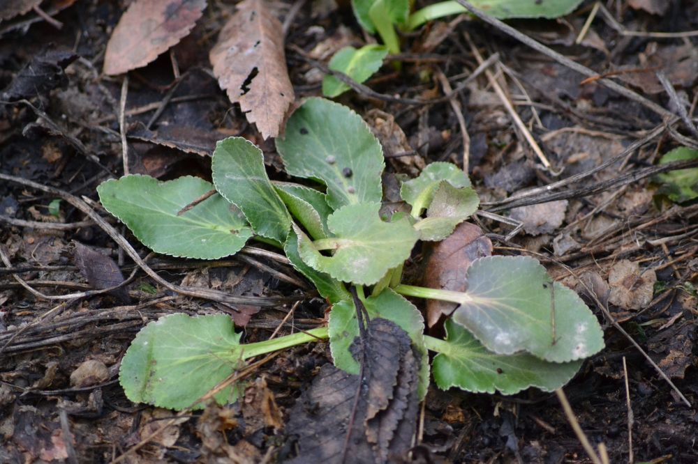 Image of Eryngium planum specimen.