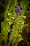 Leopoldia bicolor. Соцветие. Израиль, Шарон, г. Герцлия, травостой на песчаной почве. 25.03.2012.