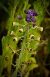 Leopoldia bicolor