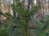 Picea koraiensis. Верхушка молодого дерева. Южное Приморье, Борисовское плато, заказник \"Леопардовый\", р. Медведица. 08.10.2011.