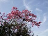 Ceiba speciosa. Крона цветущего дерева. Израиль, пос. Кфар Шмариягу, в культуре. 27.10.2010.