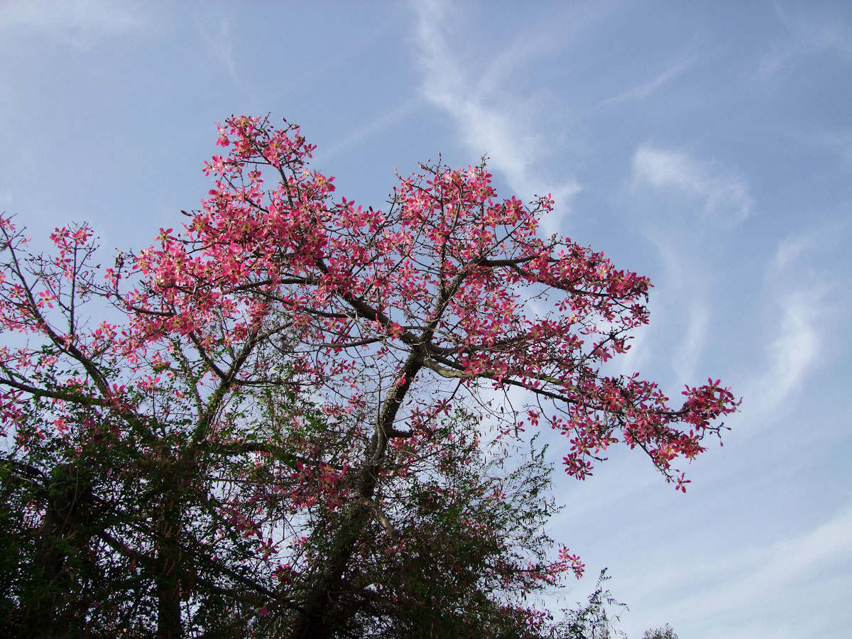 Изображение особи Ceiba speciosa.