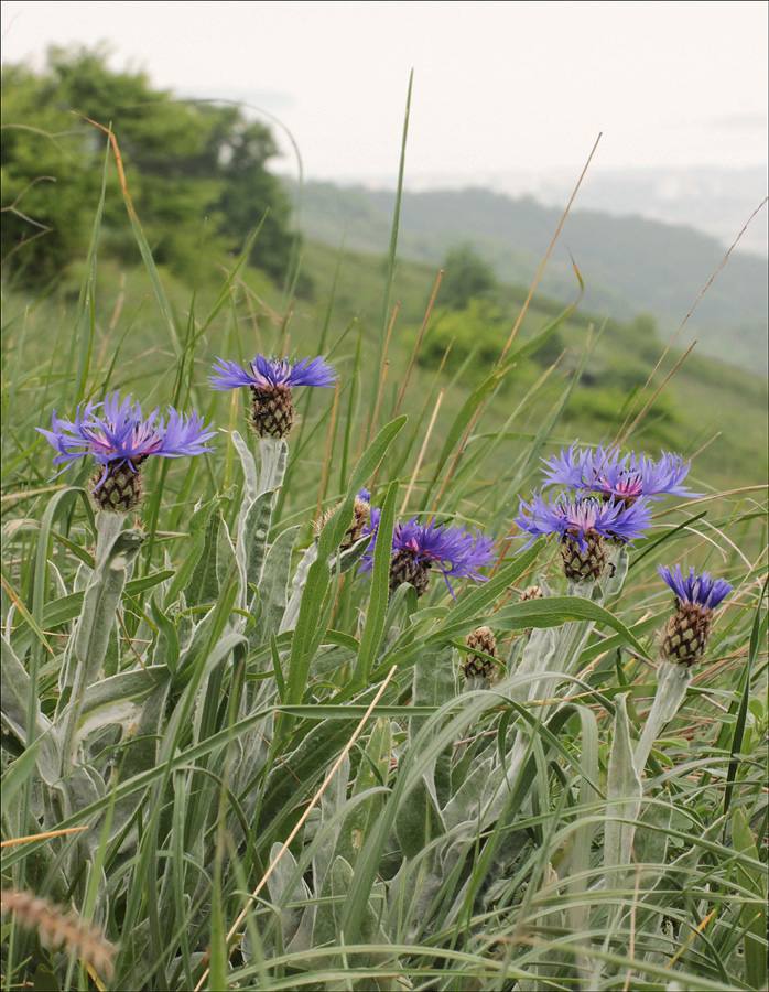 Изображение особи Centaurea czerkessica.