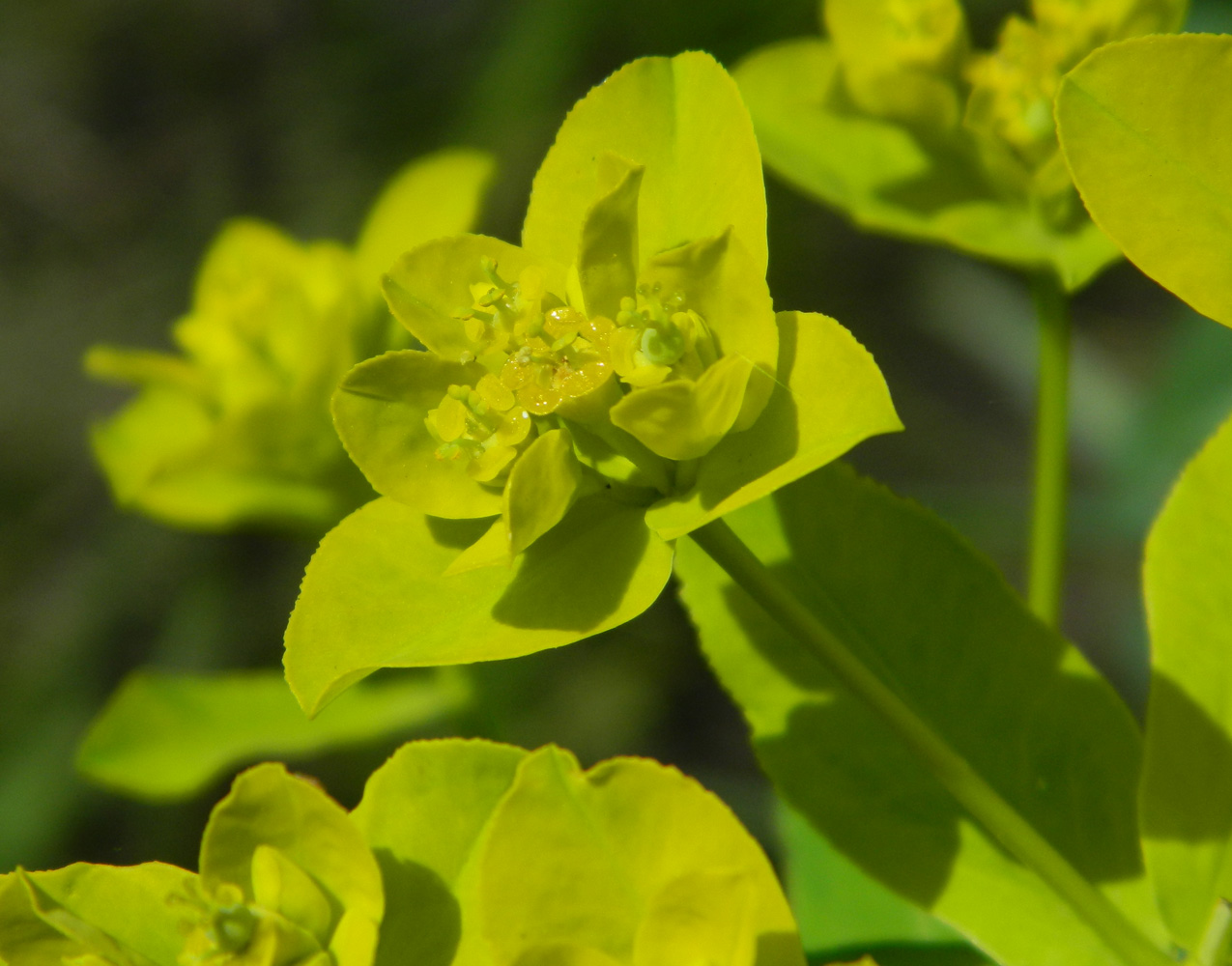 Изображение особи Euphorbia semivillosa.