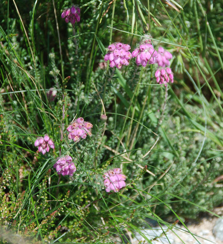 Image of Erica tetralix specimen.