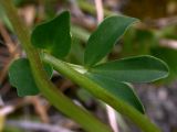 Lotus corniculatus