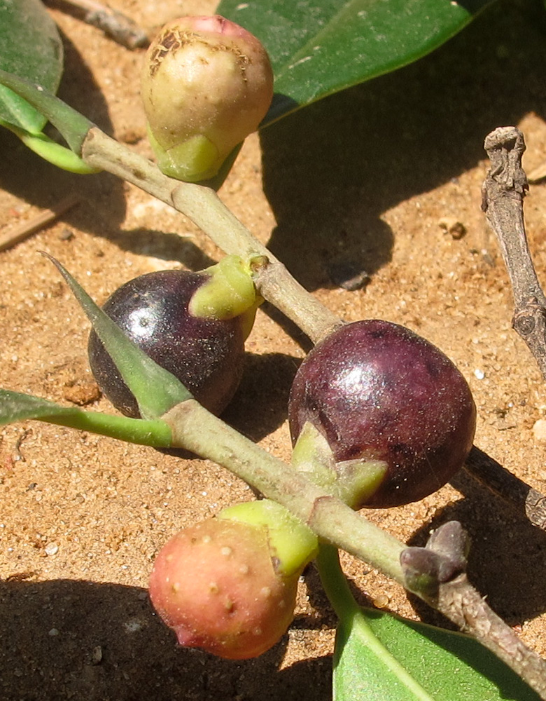 Изображение особи Ficus microcarpa.