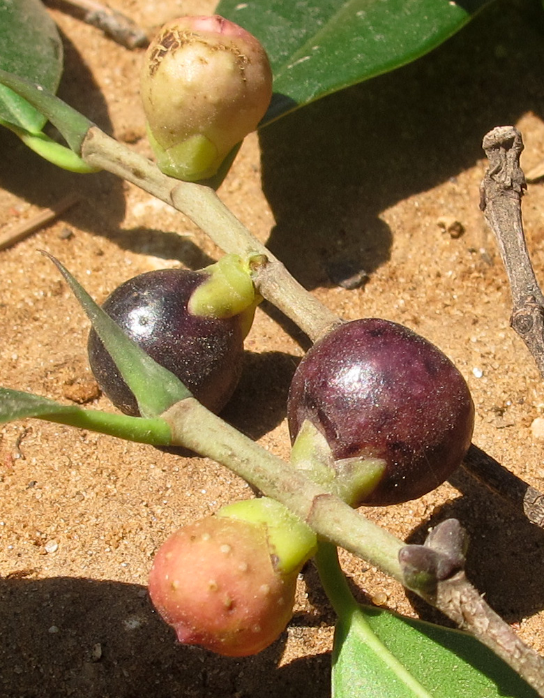 Image of Ficus microcarpa specimen.