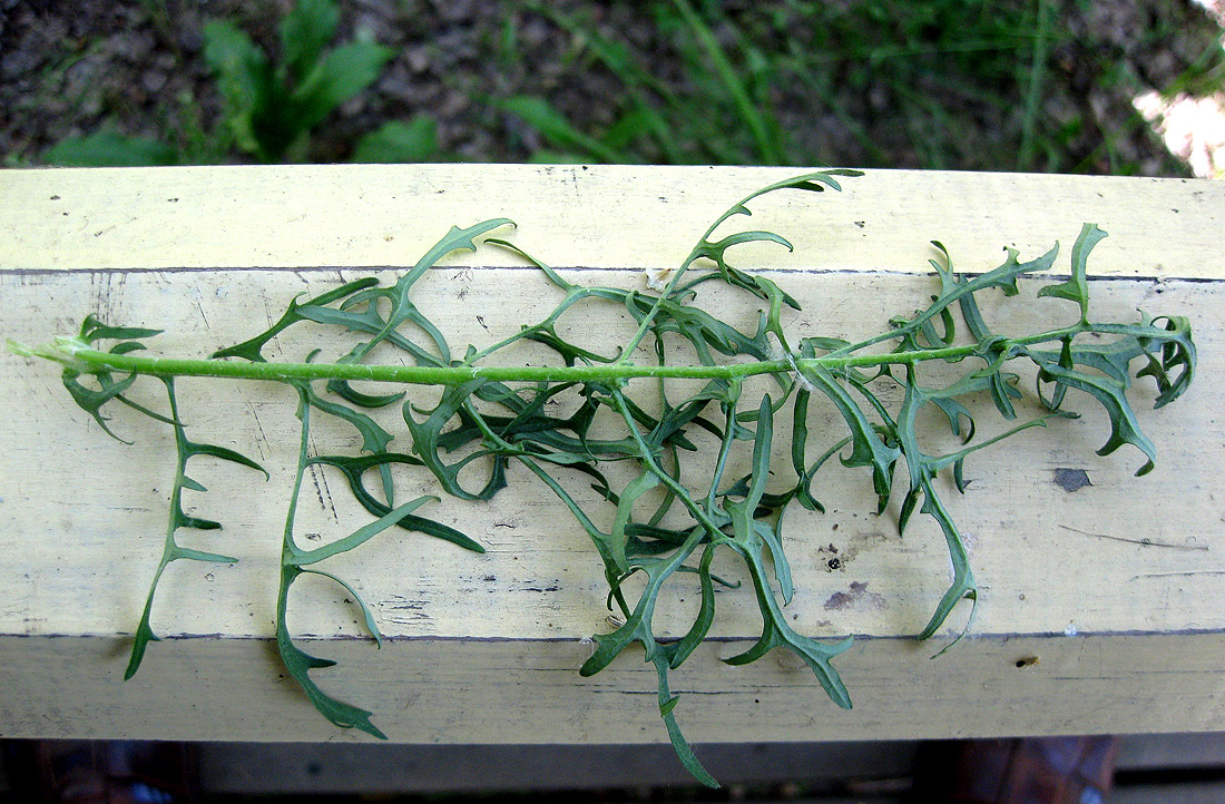 Image of Senecio borysthenicus specimen.