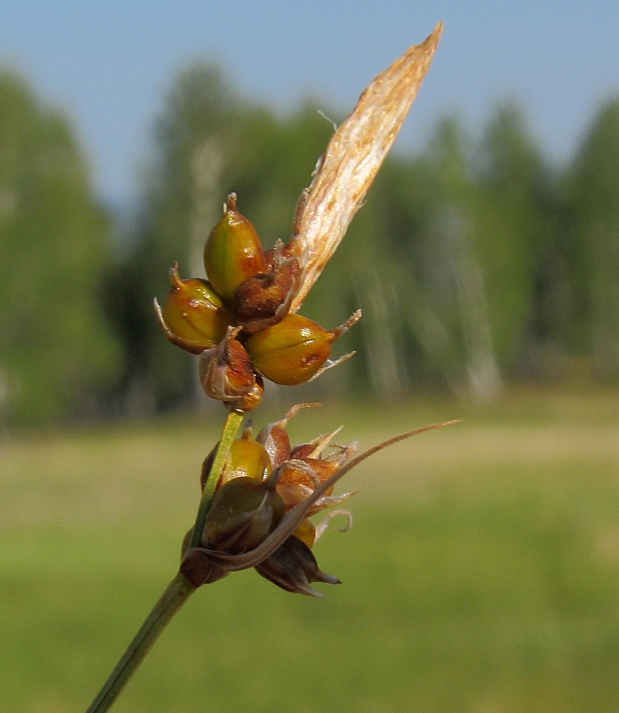 Изображение особи Carex supina.