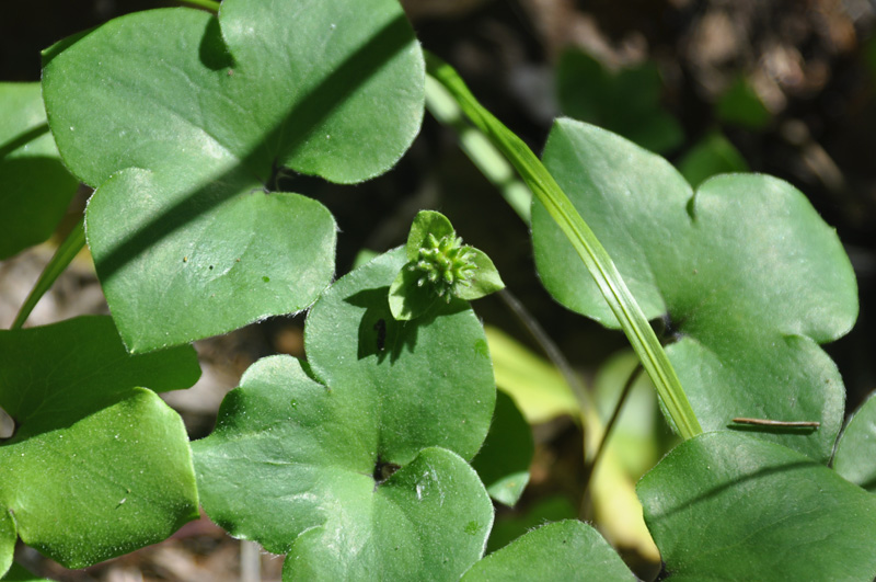 Image of Hepatica nobilis specimen.