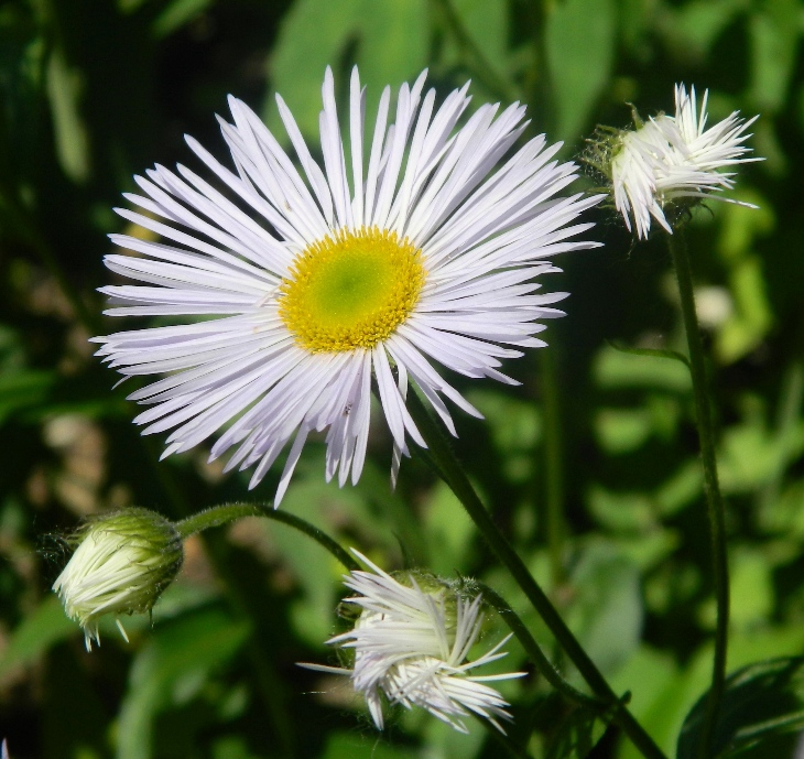 Image of Erigeron annuus ssp. lilacinus specimen.