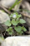 Veronica hederifolia. Цветущее растение. Южный Казахстан, каньон реки Машат в 3 км ниже шоссе Алматы-Ташкент. 04.04.2012.