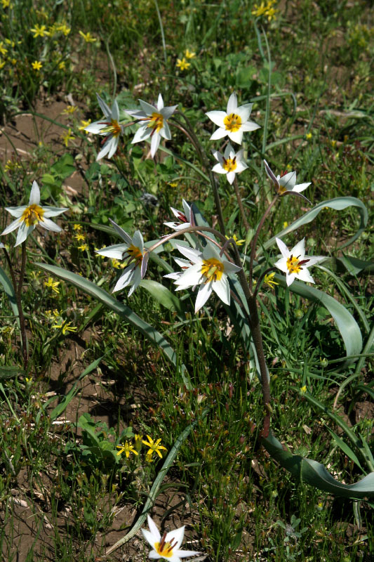 Image of Tulipa bifloriformis specimen.