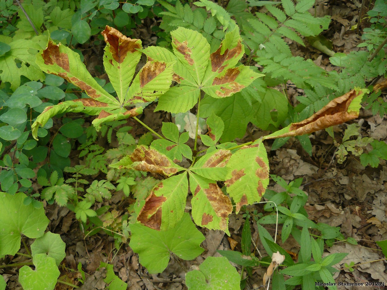 Изображение особи Aesculus hippocastanum.