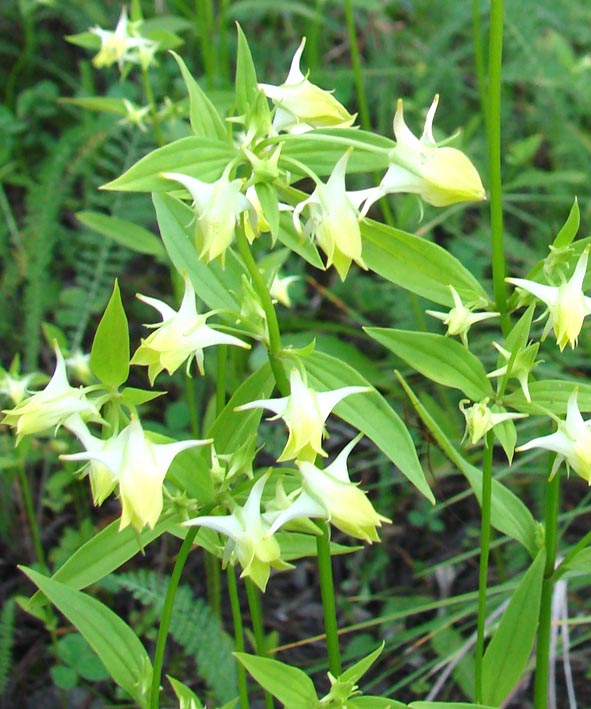 Image of Halenia corniculata specimen.