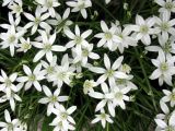 Ornithogalum umbellatum