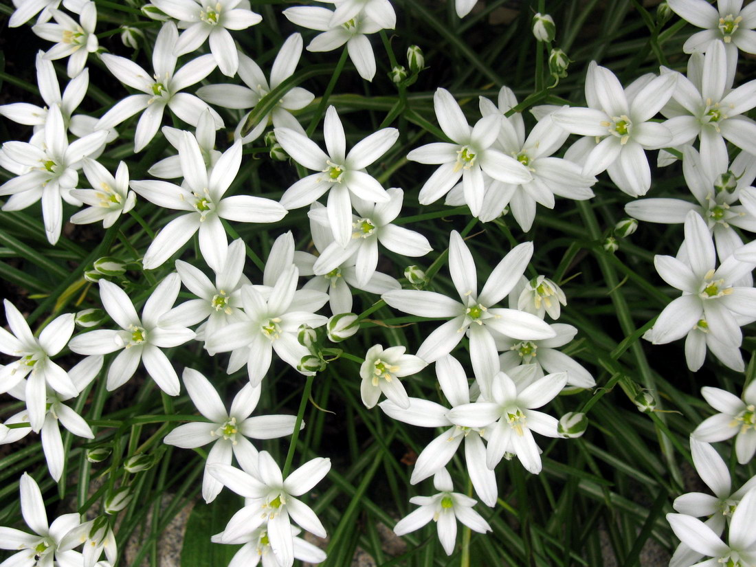 Изображение особи Ornithogalum umbellatum.