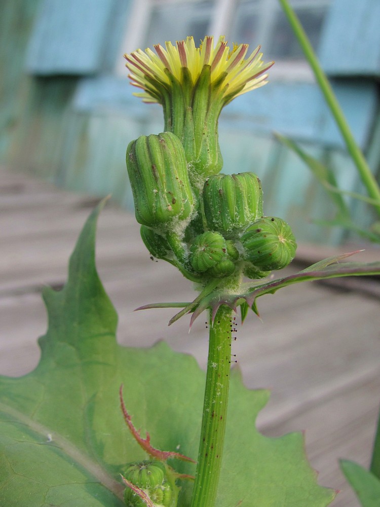 Изображение особи Sonchus oleraceus.